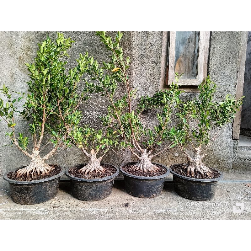 bahan bonsai kimeng program akar