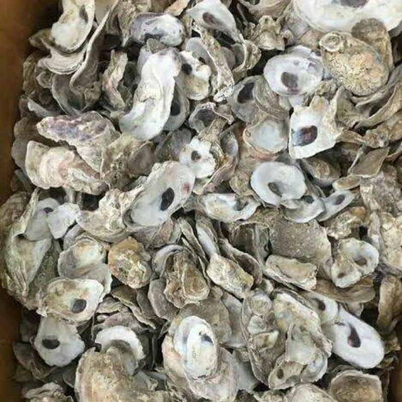 KULIT TIRAM / CANGKANG TIRAM