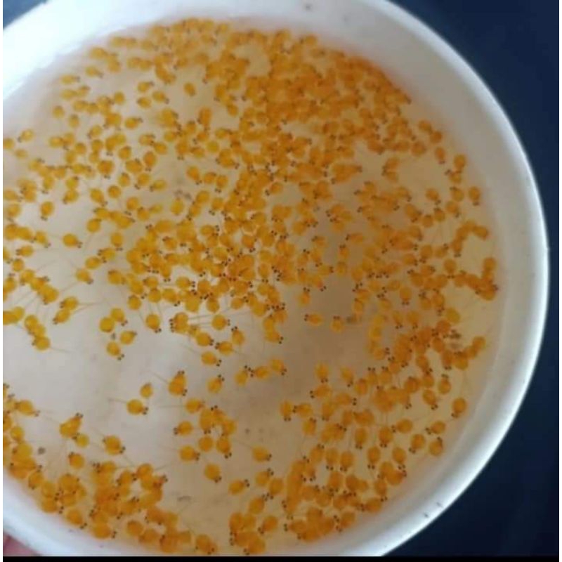 bibit telur gurame soang berkualitas super-telur gurame soang isi 600-telur gurame soang