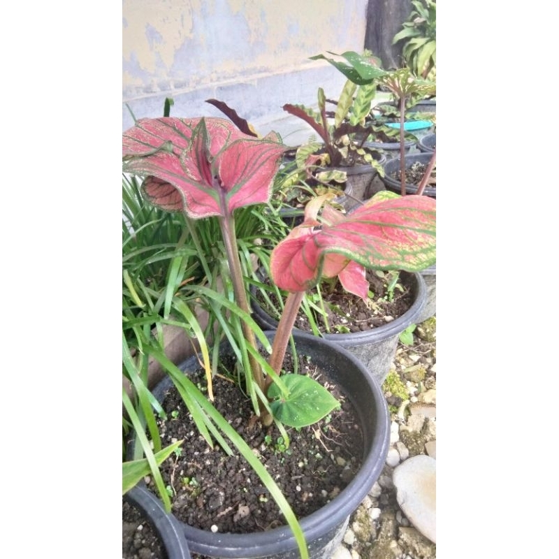 super red ceria daun ganda