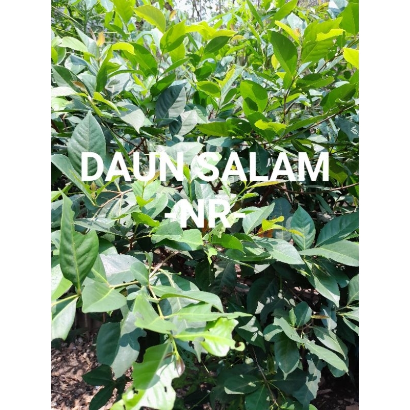 

Daun Salam 100 gram