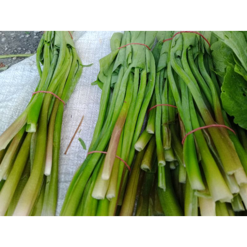 

Sayuran Genjer per Ikat