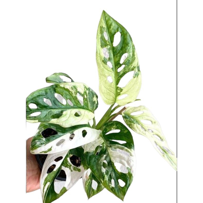 Janda Bolong Varigata Jepang