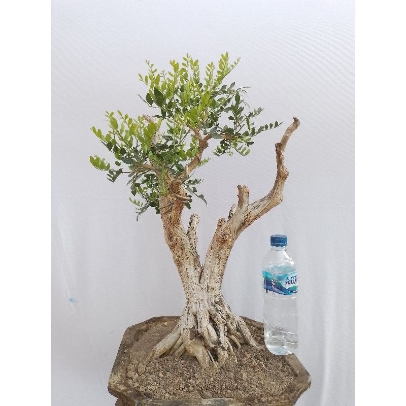 bonsai kemuning jepang tua