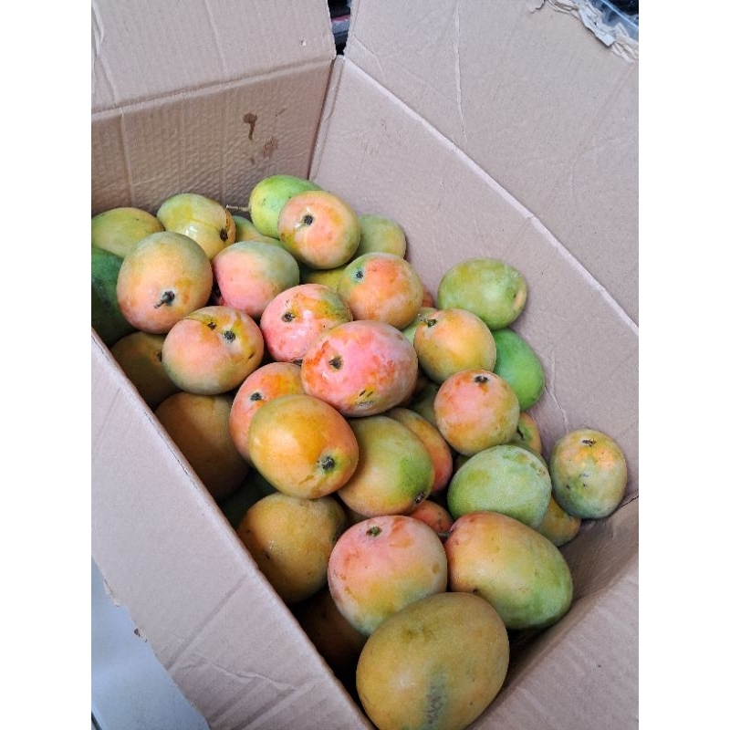 

mangga gedong gincu indramayu