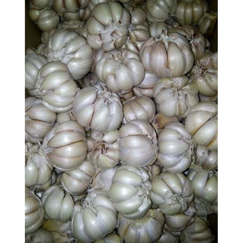 

Bawang putih 1/2 kg
