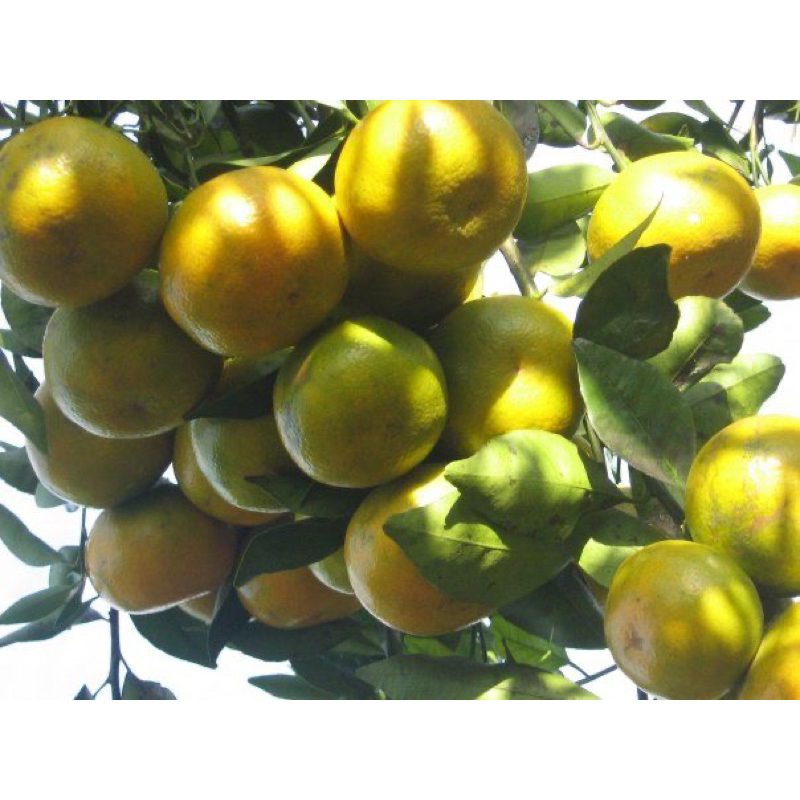 

BUAH Jeruk madu Malang fresh 1 kg