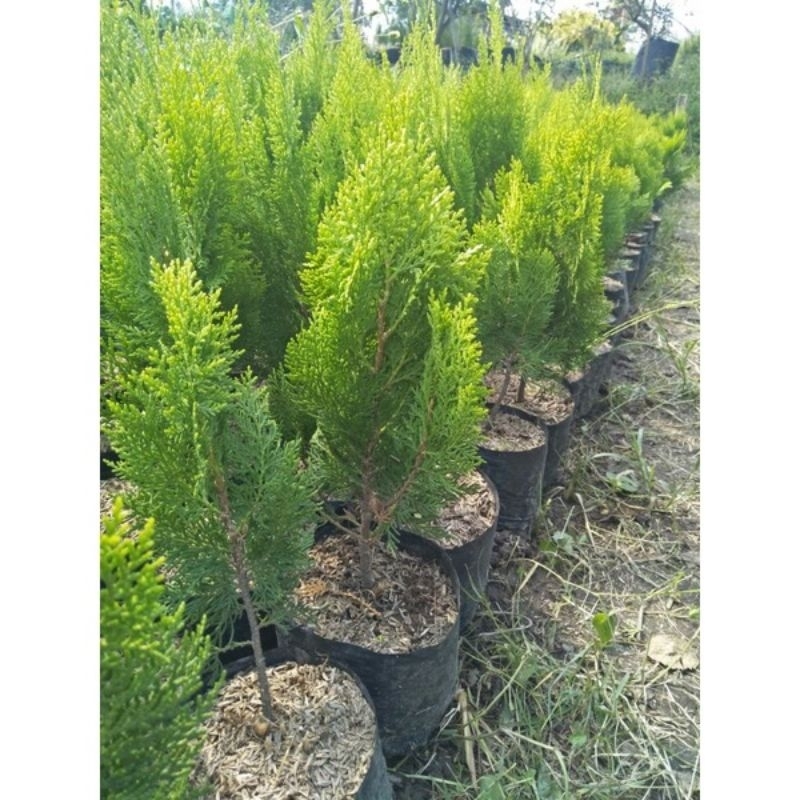 bibit cemara kipas 1 meter