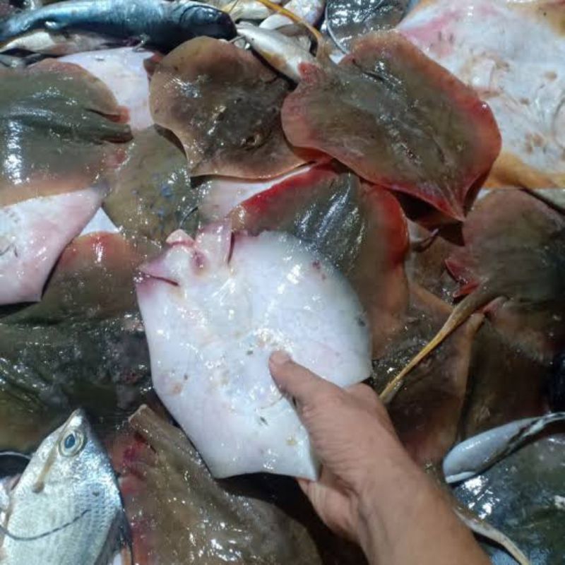 

Ikan Pari Segar 1 kg (Seafood Segar)