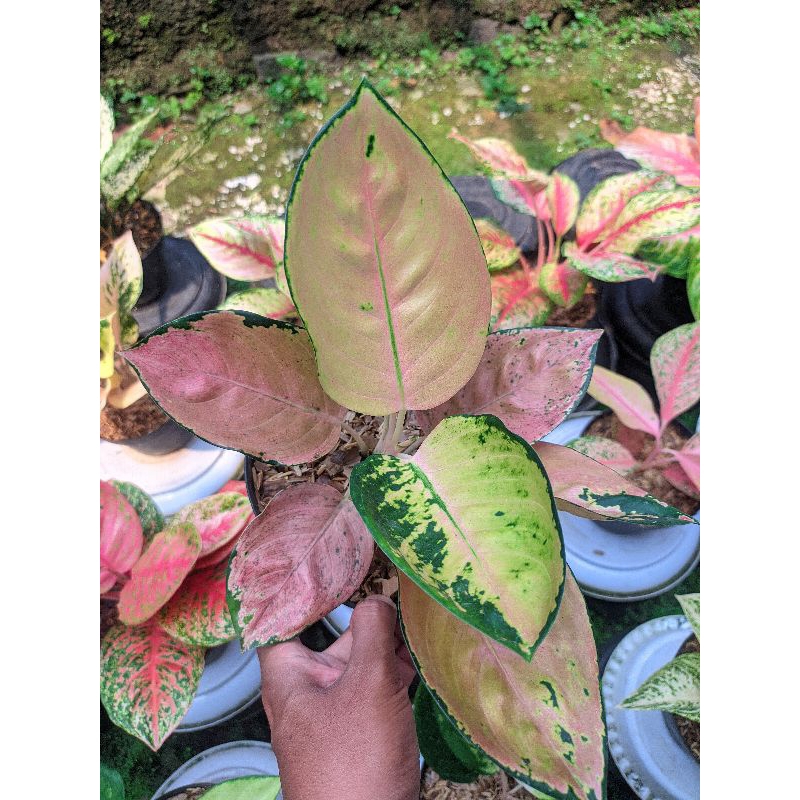 Aglaonema Sultan Brunei