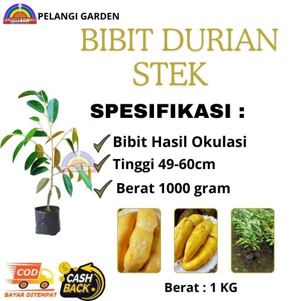 Bibit Durian Stek Unggulan, Bibit Durian Stek Cepat Berbuah, Pohon Durian Berbunga
