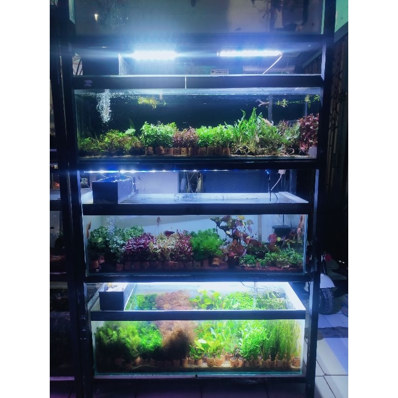 tanaman pot aquascape / aquarium