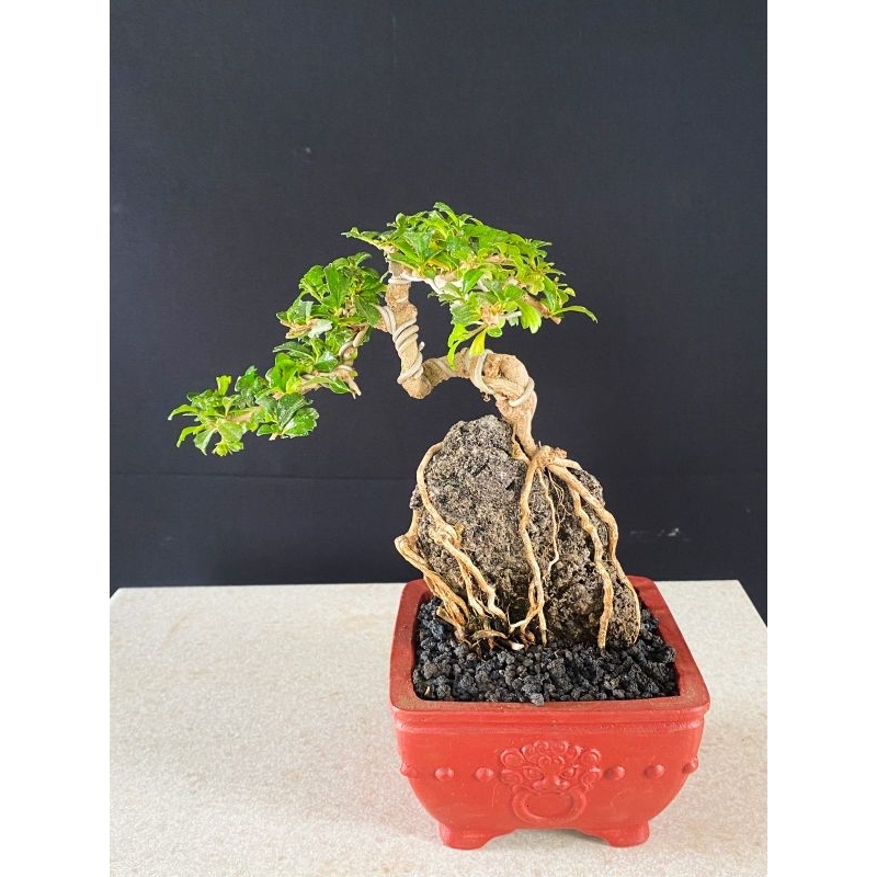 Bonsai Hokiantea Micro