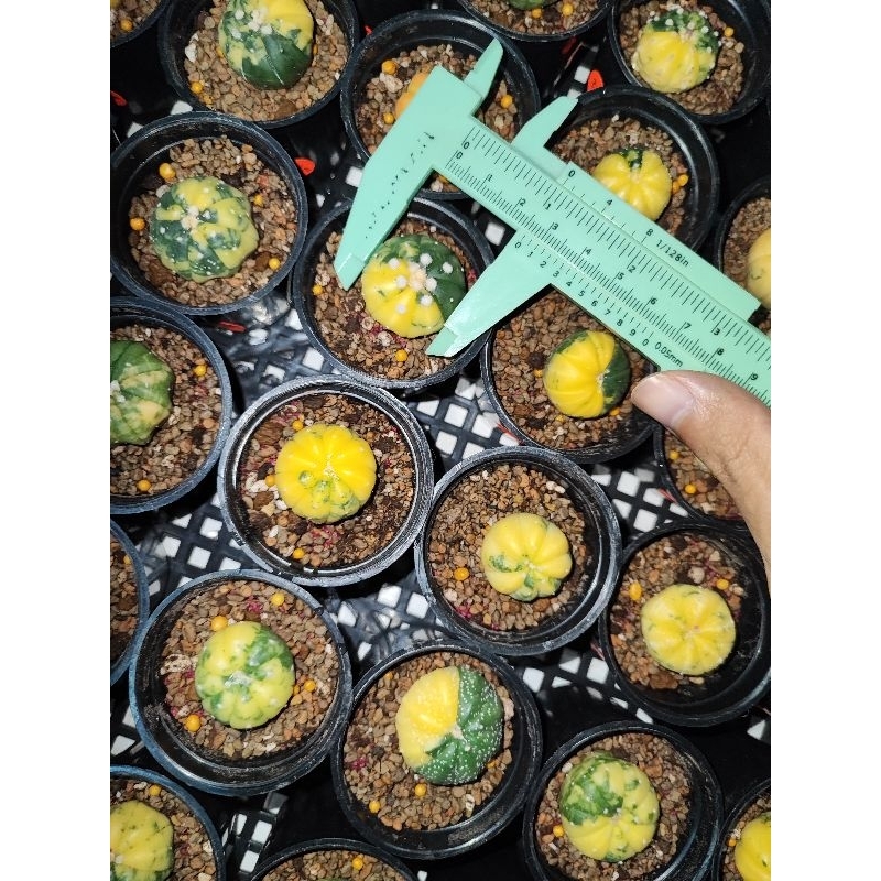 Kaktus Astro Astrophytum Variegata Var Varigata Variegated