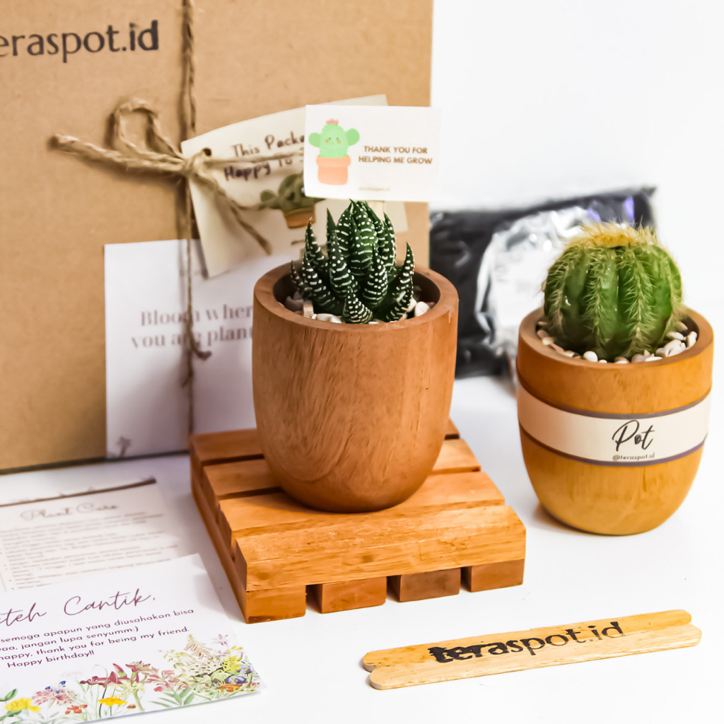 Planting Kit Pot Kayu Kaktus Sukulen Dengan Tray / Tatakan - Hadiah Hampers Gift Birthday Graduation