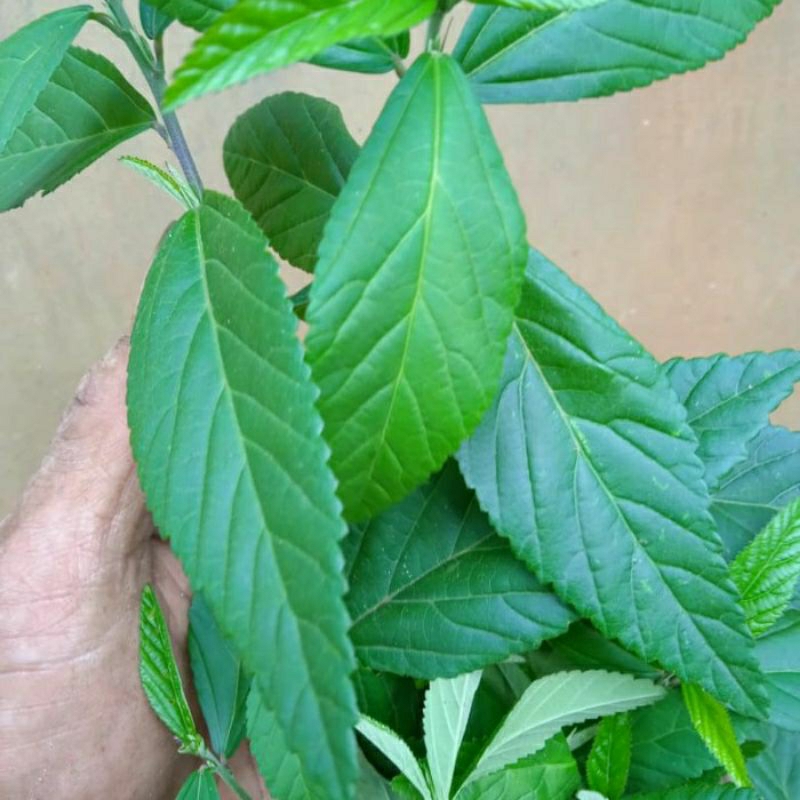 

Daun Sidaguri Segar 1 Kg / Daun Sidogiri / Daun Sidogori / Daun Sadagori