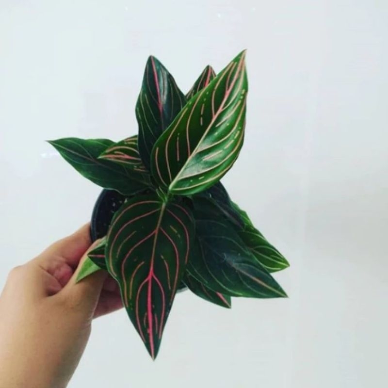 Tanaman aglonema rotundum aceh tiger dewasa - aglonema rotundum