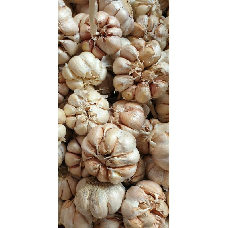 

BAWANG PUTIH SINCO 1/4kg LANGSUNG DARI PETANI
