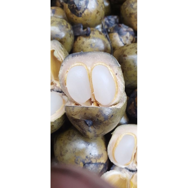 

kolang kaling fresh bulat utuh dadakan