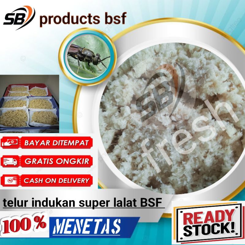 telur super lalat bsf.indukan maggot BSF terbaik 5 gram_10 gram