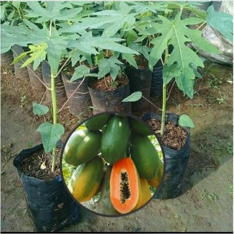 bibit tanaman pepaya California tanaman pepaya California