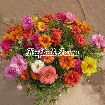 Benih 3 Biji Bunga MOSS ROSE Mix