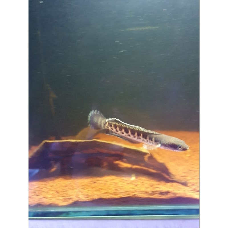 Auranti_ 10-12cm_SortiranSimet_GradeA