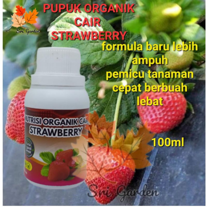 Pupuk cair tanaman strawberi agar cepat berbuah lebat pupuk organik cair strawberi pelebat buah nutr
