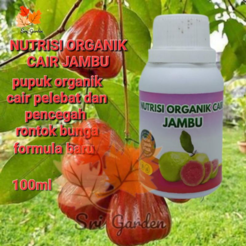 Pupuk jambu agar cepat berbuah pupuk booster cair jambu pencegah kerontokan bunga nutrisi organik ca