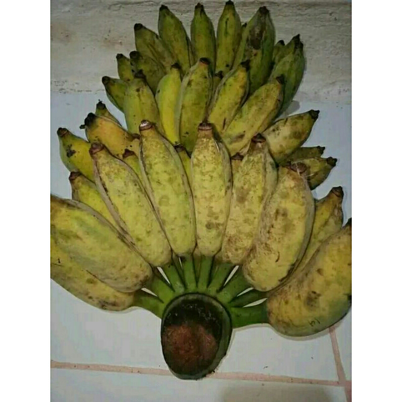 

Pisang Uter ~ Pisang Rojo Bandung