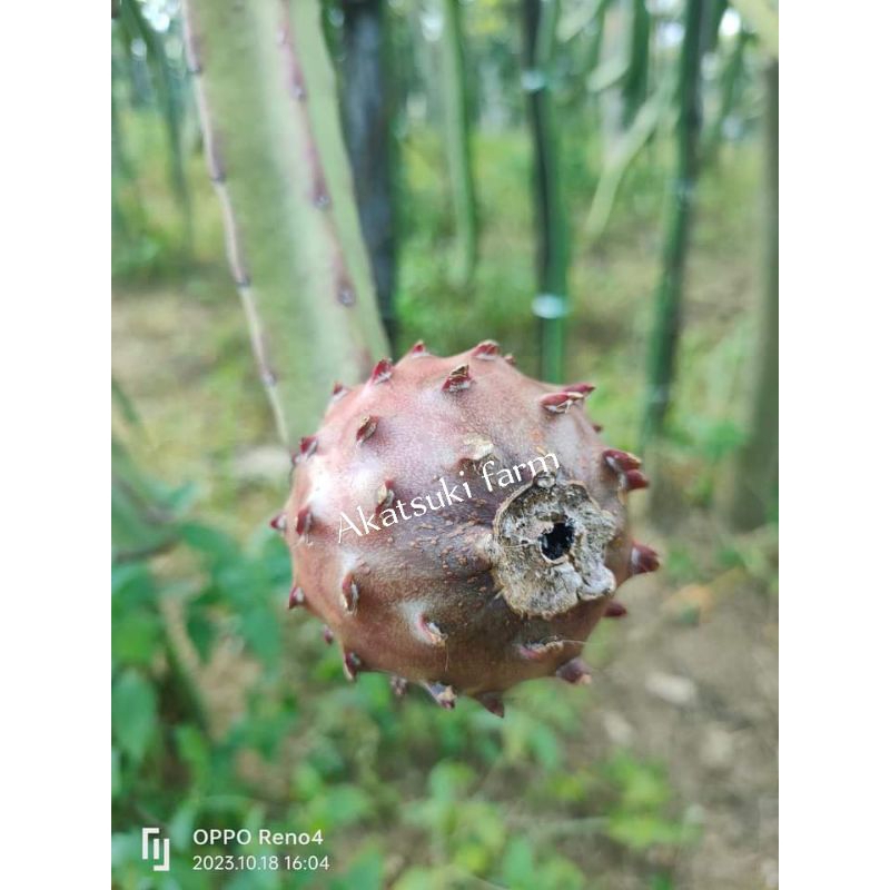 bibit buah naga hitam. STEK