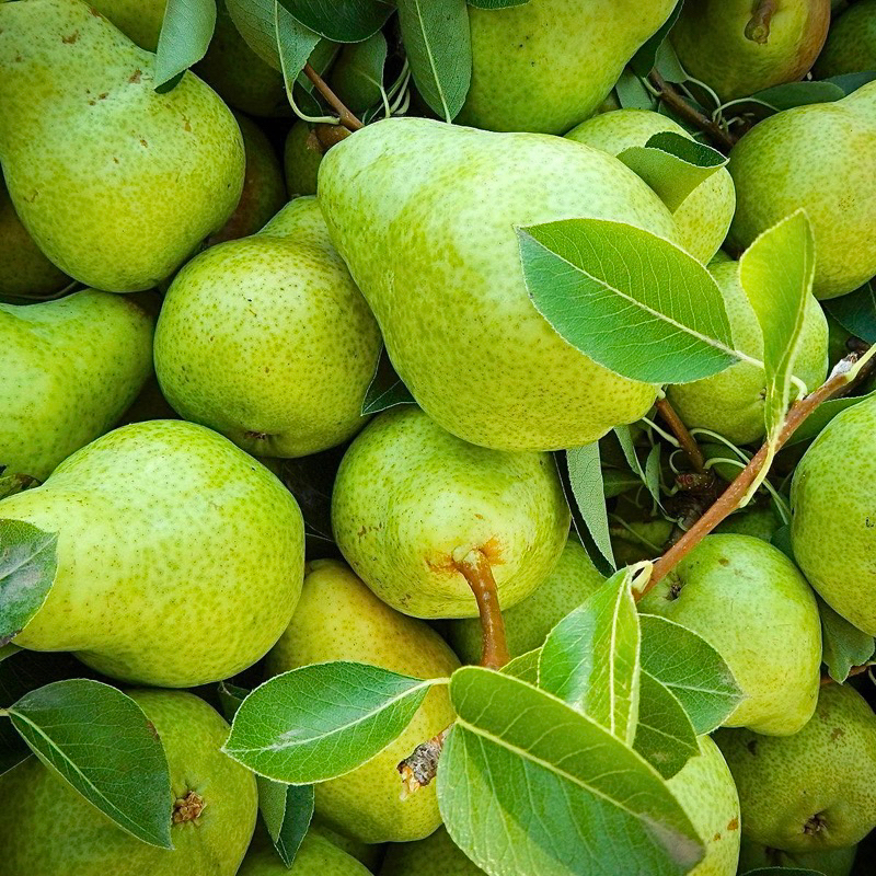 

Pear Hijau / Buah Pear Jambu Fresh (DITIMBANG WAJIB CHAT ADMIN)