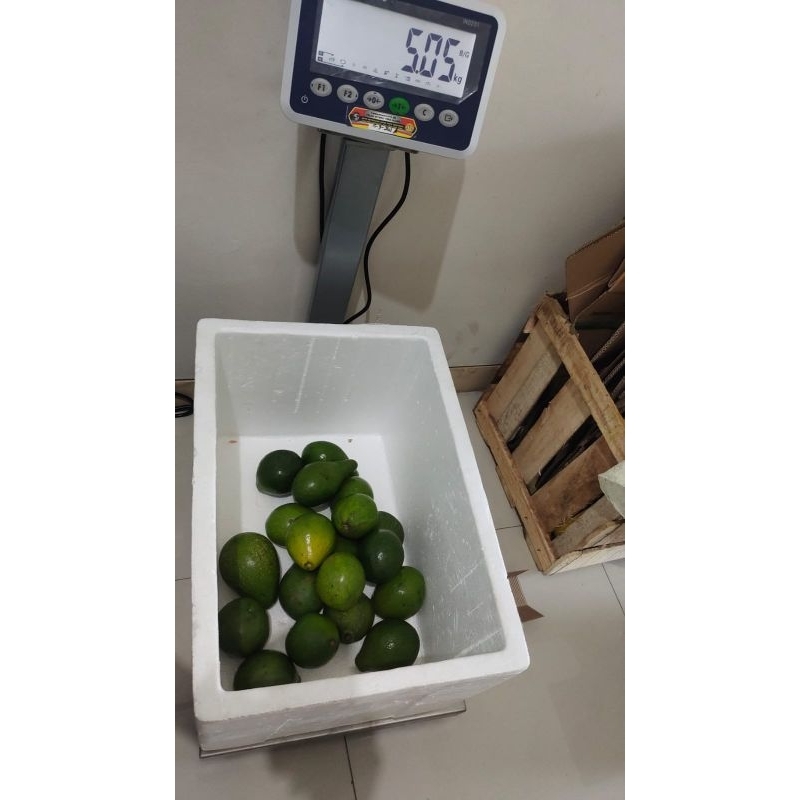 

alpukat mentega lokal