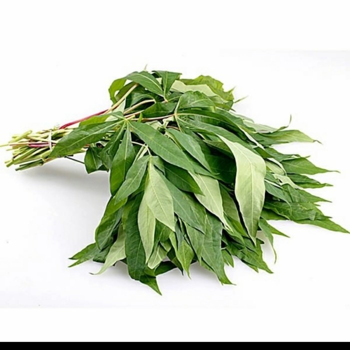 

Daun singkong muda fress baru di petik per 1 ikat