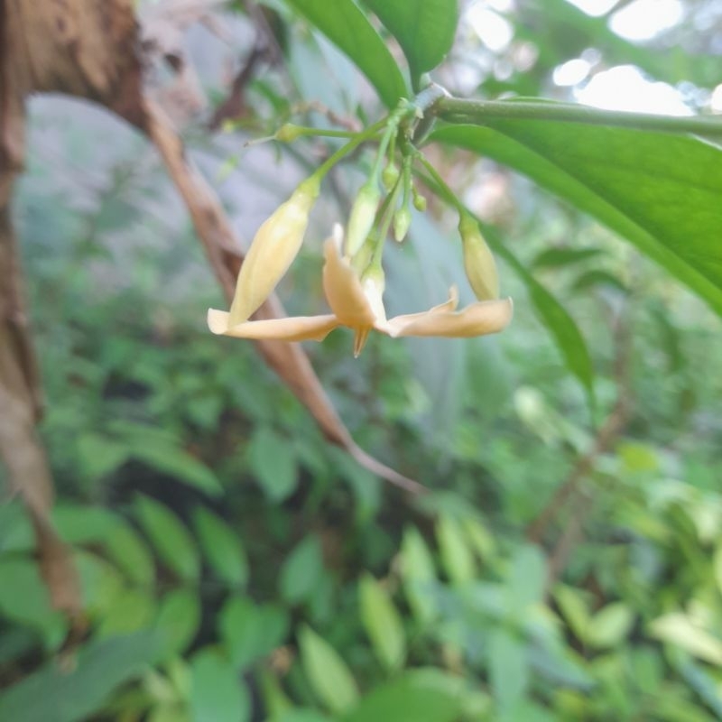 anting_putri_bunga_kuning