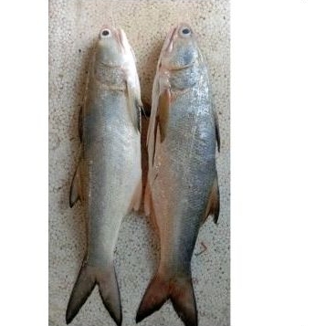 

Ikan Senangin Fres1kg