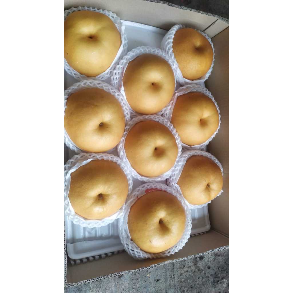 

PEAR SINGO KOREA asli 15KG/1dus