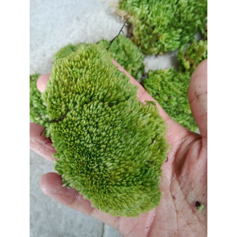 tanaman hias porest moos"lumut hutan"paludarium terrarium