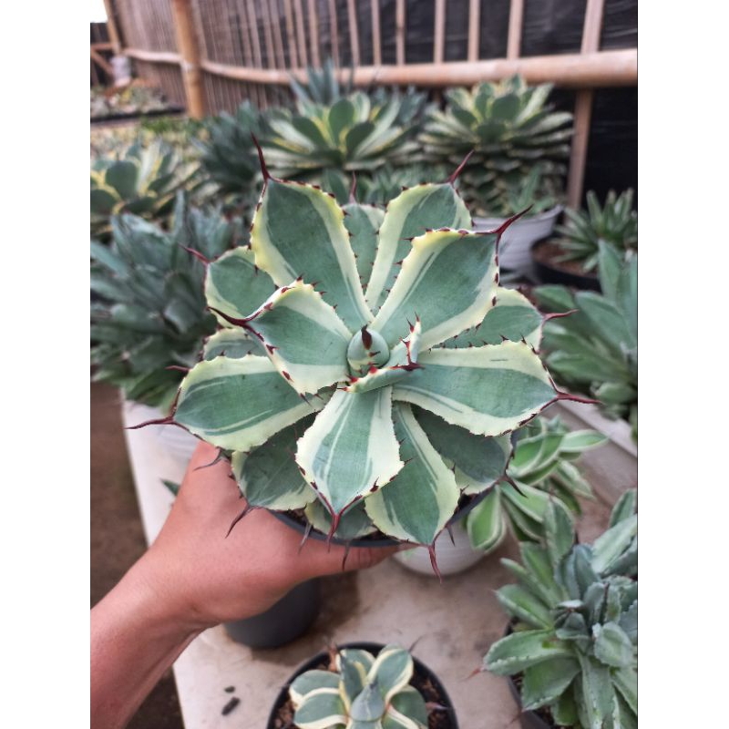 Agave Potatorum Kichiokan