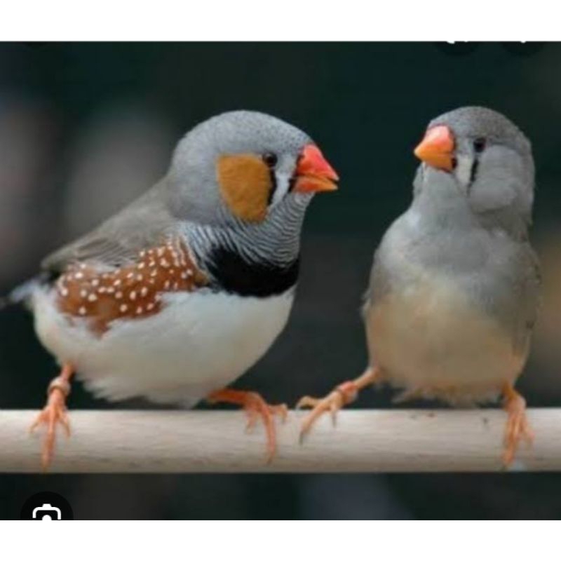 burung zebra Finch siap ternak sepasang
