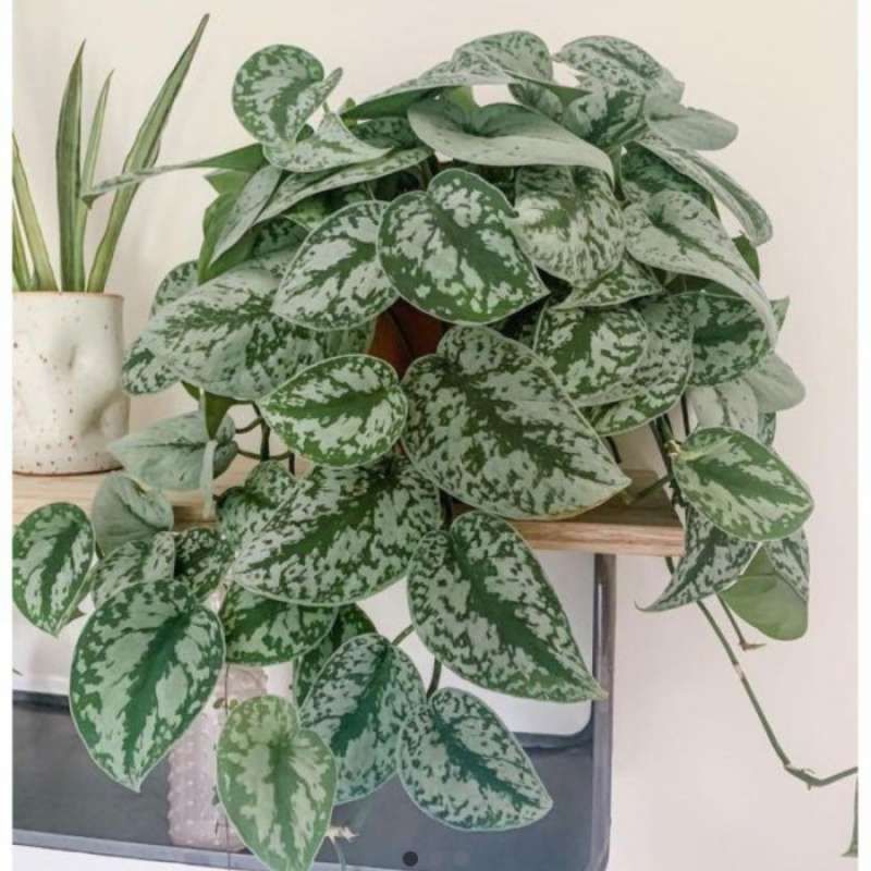 Tanaman hias scindapsus rimbun