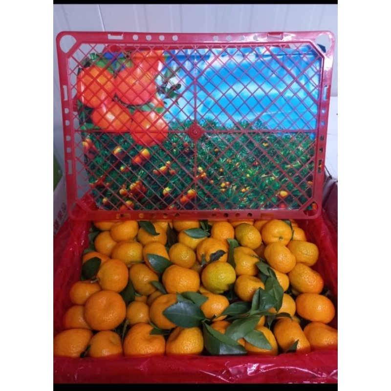 

Buah jeruk santang l keranjang manis buah