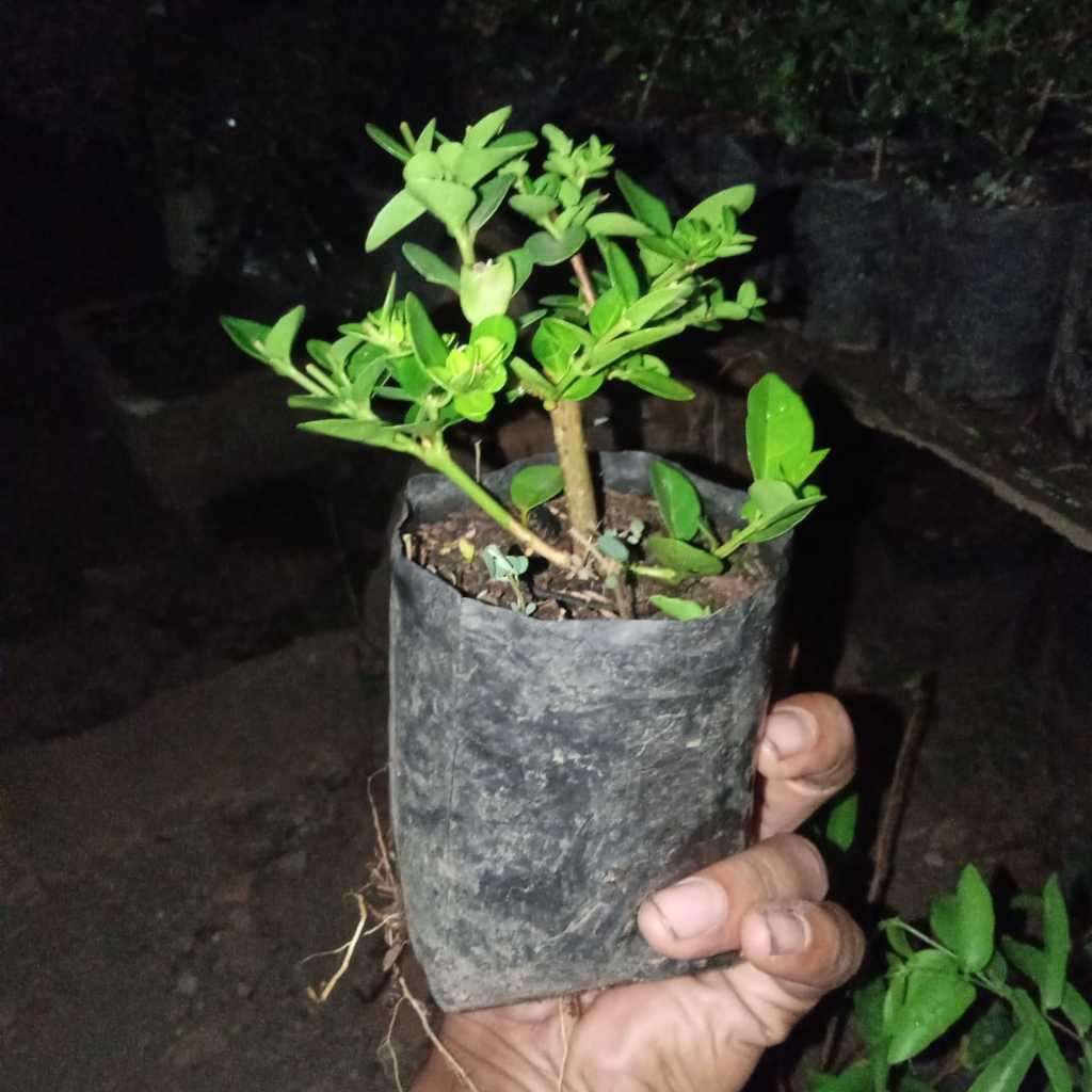 Bonsai mame sancang