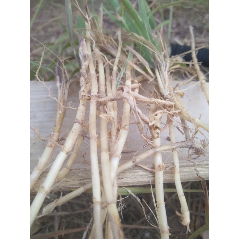 

akar alang alang 100gram