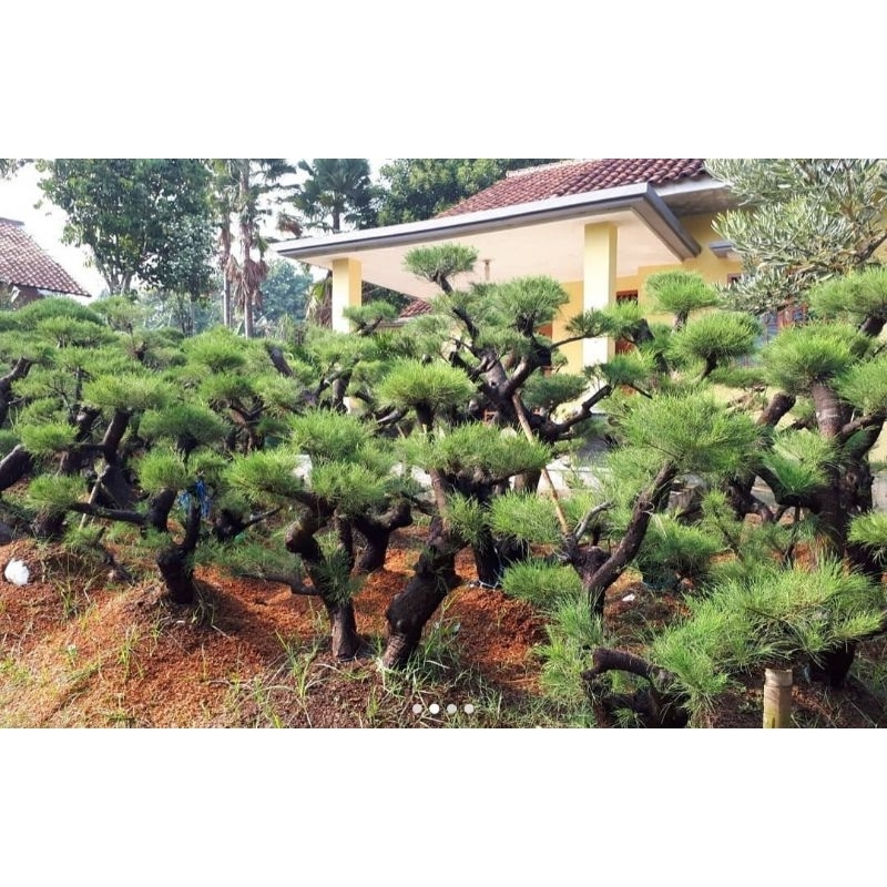 bonsai cemara udang 2 meter - bonsai taman