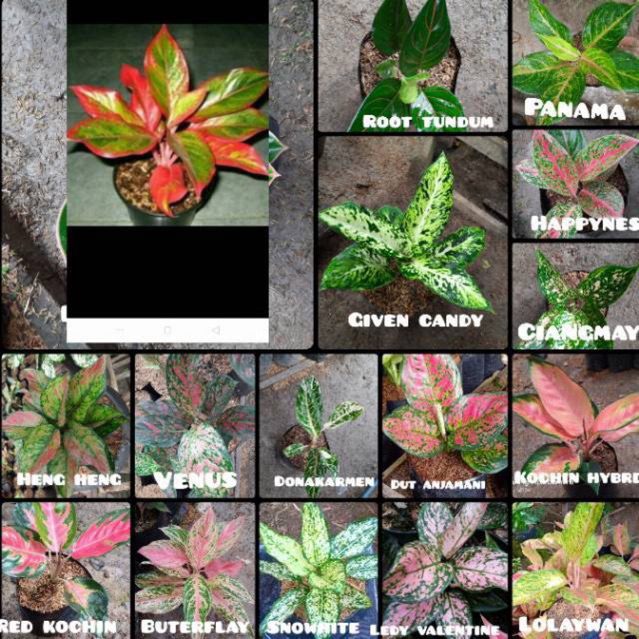 Paket 16 jenis aglonema murah meriah