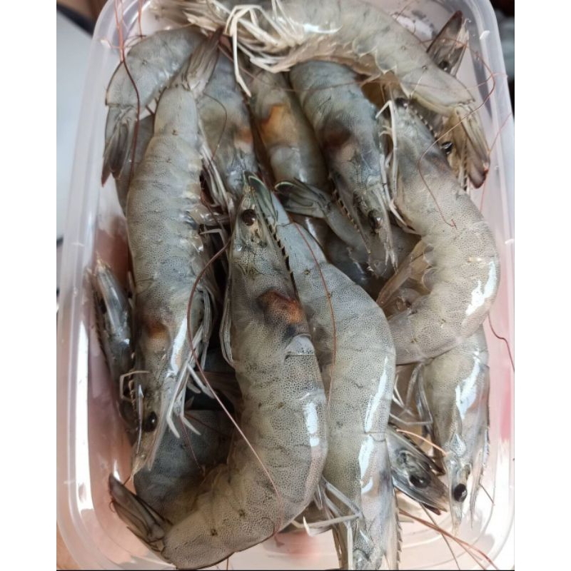 

Udang vaname