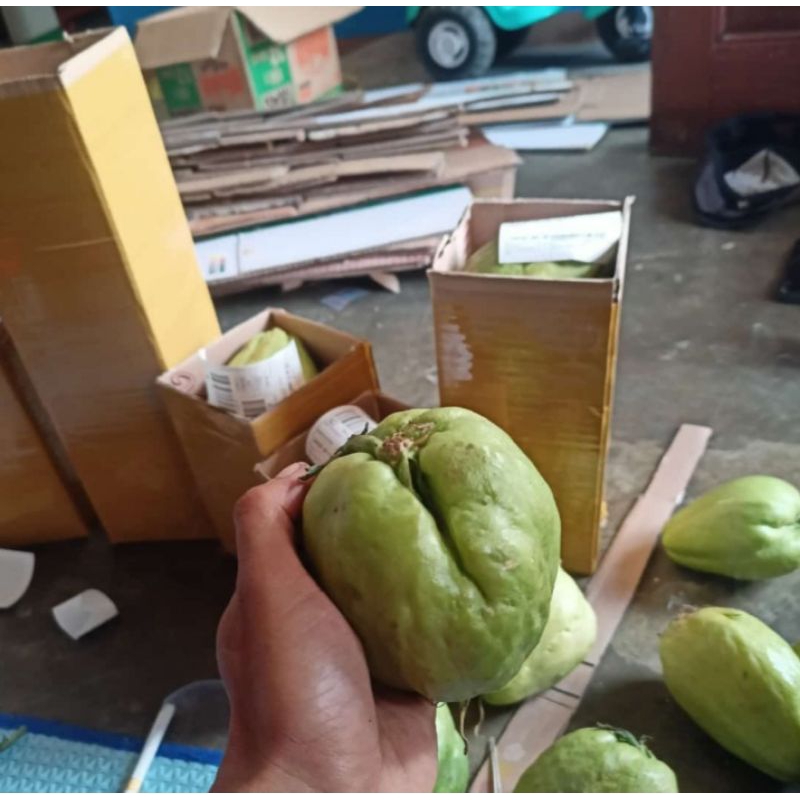 

bibit labu Siam terlaris