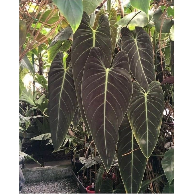 philodendron melanocrysum narrow / philo melano jumbo