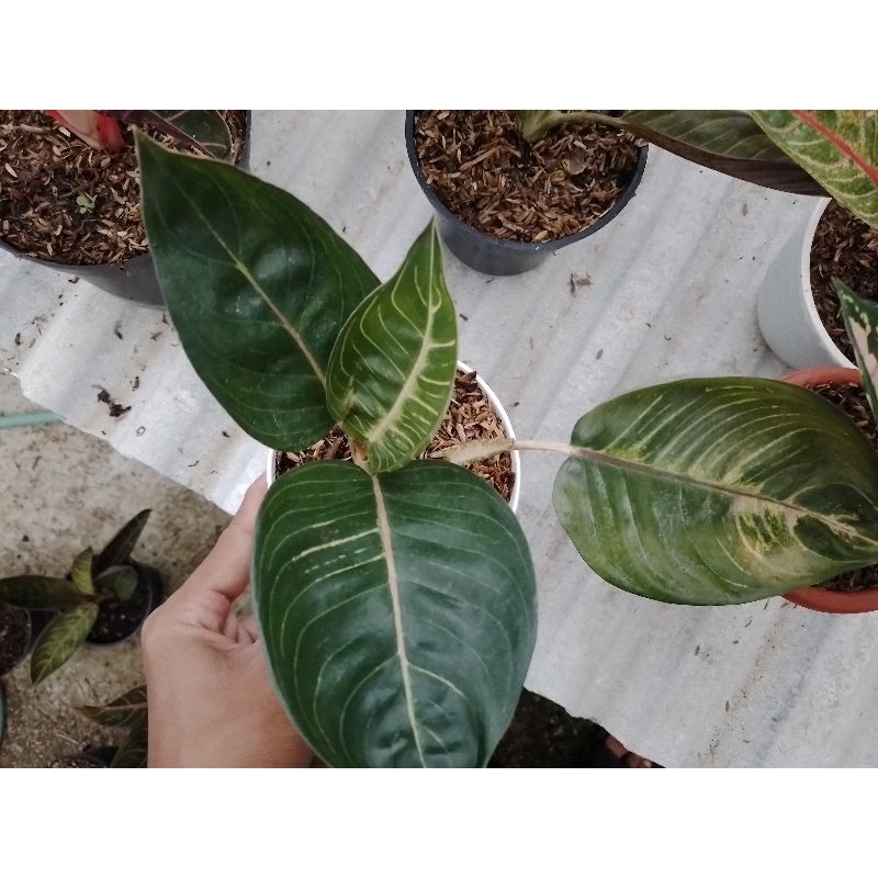 Aglaonema Black moonlight gerhana